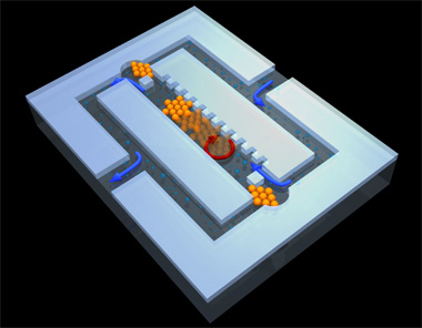 Fig.: Pumps teaming up and working together: In a magnetic field the microspheres (orange) form diamond shaped valves and a cog wheel. With skilful manipulation of a magnetic field, the wheel rolls through the cavity, and together with the valves pumps a fluid with colloid particles (blue) through the system.

Image: Sabri Rahmouni/University of Stuttgart