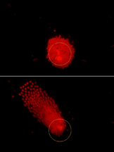 Holographic technique
These images were taken from a video illustrating a new technique that uses a laser and holograms to precisely position clusters of numerous tiny particles within seconds, representing a potential new tool to analyze biological samples or create devices using "nanoassembly." The red dots are individual particles. The video is available online at ecommons.cornell.edu/handle/1813/11399 (Birck Nanotechnology Center, Purdue University)