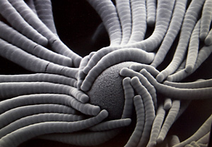 Joanna Aizenberg and her lab partners have synthesized hairlike bundles, shown here hugging a bead.
Stephanie Mitchell/Harvard News Office