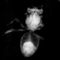 Differential Phase Contrast Imaging naturally produces three images by analyzing the fringe intensity for each pixel as the second grating of the interferometer is scanned. The average is just the normal X-ray absorption image, the depth of the fringe oscillation yields the dark field image and the phase of the fringe oscillation yields the phase image. The video shows first a bee and then a moth from the recently published paper. The first absorption image fades to the dark field image which then fades to the phase image. Notice that the dark field image is sensitive to the insects fiber support structure while the phase image is sensitive to the filaments supporting the insect. The data was recorded on a CCD detector on loan from Rayonix which has 80 micron pixel size.

Credit: Lyncean Technologies, Inc. with images from Bech, M., Bunk, O., David, C., Ruth, R., Rifkin, J., Loewen, R., Feidenhans'l, R. & Pfeiffer, F. (2009). J. Synchrotron Rad. 16, 43-47.