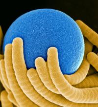 Bristles hugging a polystyrene sphere.

Credit: Courtesy of Aizenberg lab at the Harvard School of Engineering and Applied Sciences