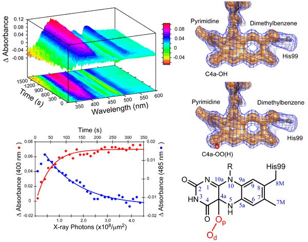 Two complementary types of data collected from the same crystal provide compelling evidence for the trapped reactive oxygen intermediate in choline oxidase. On the left are the spectroscopic changes observed in a single crystal of choline oxidase upon x-ray exposure at low temperature. It shows that the sample rapidly changes upon irradiation to x-rays. On the right are the unbiased 1.8 angstrom resolution electron density maps and the resulting interpretation of the atomic structures for the two possible reactive oxygen species. The electronic and atomic structures correlate almost perfectly within the crystal. In the absence of either part of the complementary experimental data, the interpretation of the results would have remained much more speculative.