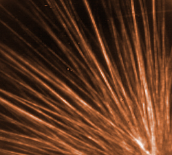 Single wall carbon nanotubes enclosed in bile acid shells self assembled into a sheaf of long ordered fibrils each composed of several nanotube rods. Treating the microscope slide with a hydrophobic compound causes the fibrils to cluster like this at specific sites, probably at defects in the hydrophobic surface. Image, 70 micrometers wide, was taken using near-infrared fluorescent microscopy. (Color added for clarity.)

Credit: NIST