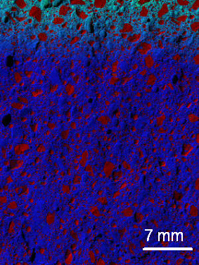 The barely visible blue-green area at the top of this X-ray image of concrete with the NIST nanoadditive shows that very few chloride ions (in green) penetrate into the concrete.

Credit: NIST