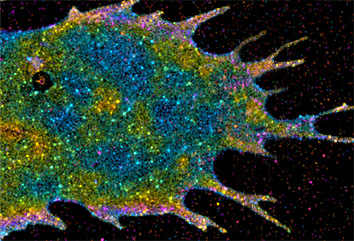 Image: Harald Hess 
The three-dimensional distribution of membrane proteins within a cell revealed through iPALM imaging. The vertical position of fluorescently labeled farnesyl proteins has been color coded, with red molecules being the deepest and purple the highest. 