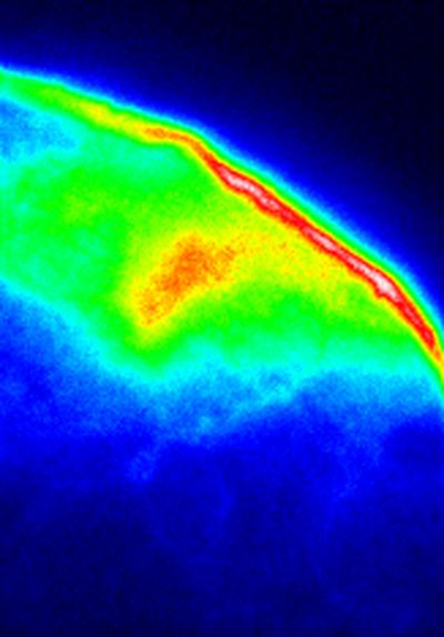 In this image, a tiny portion of a scale from a "photonic beetle" is viewed using a conventional fluorescence microscope. When blue or ultraviolet laser light is aimed at the scale, most of the light is absorbed, but some is re-emitted as fluorescence. Thus, the microscope sees only the surface contour of the scale. The brightest area in the upper right is the thickest part of the shell and emits the most light.

Credit: John Lupton, University of Utah.