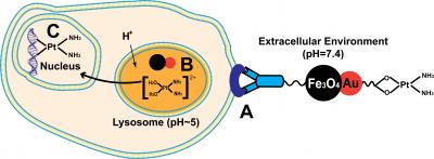 A unique, dumbbell-shaped twin nanoparticle created by Brown University chemists targets a class of breast cancer cells known as Her-2 tumor cells.

Credit: Chenjie Xu, Shouheng Sun/Brown University