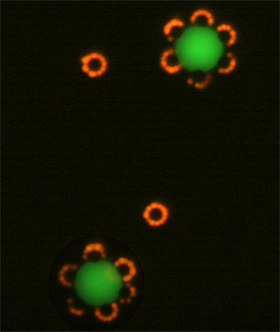 Uniform clusters of micron-scaled particles assembled by magnetism | Benjamin Yellen lab, Pratt School of Engineering