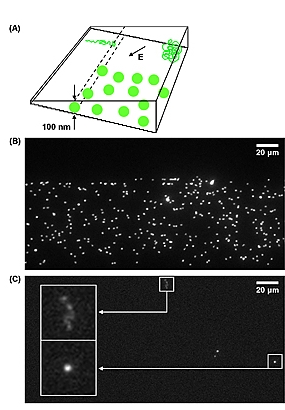 (A) Schematic of the NIST-Cornell nanofluidic device with complex 3-D surfaces. Each step of the staircase seen on the side marks a different depth within the chamber. The letter E shows the direction of the electric field used to move the nanoparticles through the device. The green balls are spheres with diameters of 100 nanometers whose size restricts them from moving into the shallower regions of the chamber. The coil in the deep end of the chamber (upper right corner) is a single DNA strand that elongates (upper left corner) in the shallow end.
(B) Photomicrograph showing fluorescently tagged spherical nanoparticles stopped at the 100-nanometer level of the chamber, the depth that corresponds to their diameter.
(C) Photomicrograph of a single DNA strand that is coiled in the deep end of chamber (box at far right) and elongated in the shallow end (box at far left). Larger boxes are closeups showing the fluorescently tagged strands.

Credit: NIST