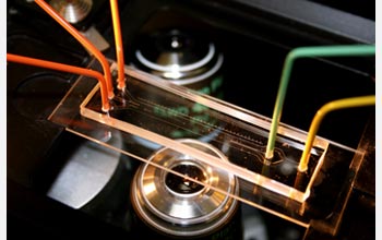 This microfluidic device was used to discover new information about marine bacteria.

Credit: Roman Stocker, MIT