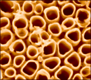 Scanning electron microscope image of typical titania nanotubes for a photocatalytic cell to produce hydrogen gas from water. Nanotubes average roughly 90-100 nanometers in diameter. Follow this link for an image showing schematic of an experimental photocatlytic cell.

Credit: Menon, Northeastern University