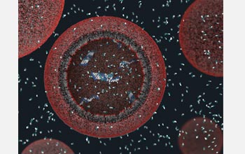 Above is a three-dimensional view of a model protocell approximately 100 nanometers in diameter. The protocell's fatty acid membrane allows nutrients and DNA building blocks to enter the cell and participate in non-enzymatic copying of the cell's DNA. The newly formed strands of DNA remain in the protocell. For more about the computer simulations behind this work, including video and animations, see the press release "A New Way to Think About Earth's First Cells".

Credit: Janet Iwasa, Szostak Laboratory, Harvard Medical School and Massachusetts General Hospital