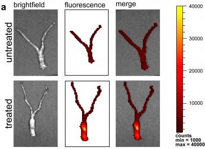 Distribution of nanoparticles seen by fluorescence throughout mouse reproductive tract.

Credit: Woodrow/Yale

