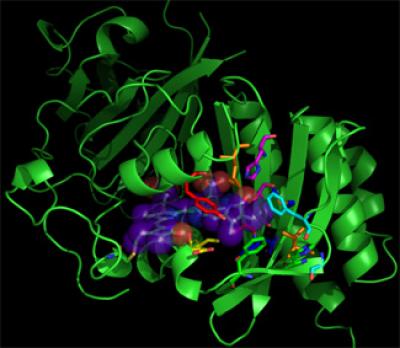  This is the structure of an infrared fluorescent protein.

Credit: UC San Diego School of Medicine