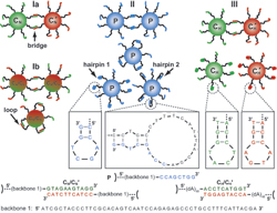 The novel DNA 'sticky ends' can form intra-particle loops and hairpins (e.g. schemes II & III), giving more control over the particles' interactions than conventional sticky ends that can only form inter-particle bridges (scheme Ia).