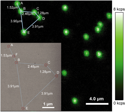 Berkeley Lab researchers have developed ideal single-molecule light emitting probes that represent a significant step in scrutinizing the behaviors of proteins and other components in complex systems such as a living cell.
