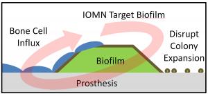 Bacterial assassins
 Iron-oxide nanoparticles developed at Brown University target an infected prosthesis, penetrate a bacterial film on the implants surface and thwart the colony by killing the bacteria. The nanoparticles also are believed to help natural bone cell growth. 
Credit: Erik Taylor/Brown University