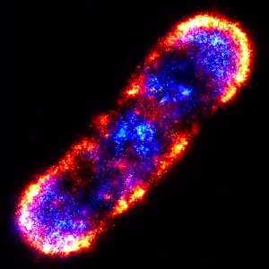 PALM is an an ultrahigh-precision visible light microscopy technique that enables scientists to photo-actively fluoresce and image individual proteins. This PALM composite of an E.coli bacterial cell shows the organization of proteins in the chemotaxis signaling network.