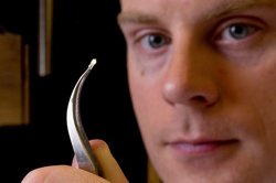 David Ginger, a University of Washington associate professor of chemistry, displays the tiny probe for a conductive atomic force microscope, used to record photocurrents on scales of millionths of an inch in carbon-based solar cells.