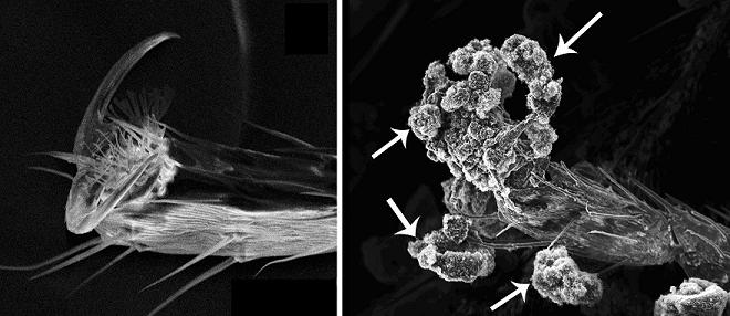 Nanotoxicity
 Microscopy shows a clean foot and leg of a fruit fly (left), and a foot and leg covered with carbon nanostructures (arrows). Adhering nanostructures may have impeded movement, respiration and vision in adult flies but did not appear toxic to fly larvae that ingested it. 