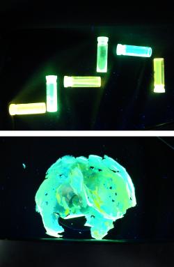 These are some organized plastic materials under ultraviolet light. Because the materials absorb and brightly emit different colors of light, they are good candidates for displays and solar cells.
photo by: Clemson University