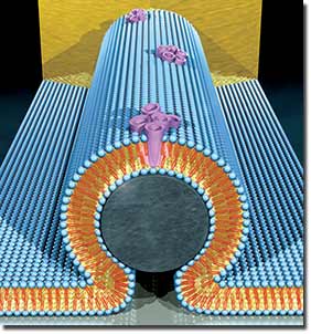 An artist's representation of a nanobioelectronic device incorporating alamethycin biological pore. In the core of the device is a silicon nanowire (grey), covered with a lipid bilayer (blue). The bilayer incorporates bundles of alamethicin molecules (purple) that form pore channels in the membrane. Transport of protons though these pore channels changes the current through the nanowire. Image by Scott Dougherty, LLNL