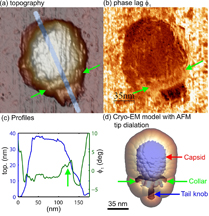 Researchers in the United States and Spain have discovered that an atomic force microscope - a tool widely used in nanoscale imaging - works differently in watery environments, a step toward better using the instrument to study biological molecules and structures. The researchers demonstrated their new understanding of how the instrument works in water to show details of the mechanical properties of a virus called Phi29. The images in "a" and "c" show the topography, and the image in "b" shows the different stiffness properties of the balloonlike head, stiff collar and hollow tail of the Phi29 virus, called a bacteriophage because it infects bacteria. (C. Carrasco-Pulido, P. J. de Pablo, J. Gomez-Herrero, Universidad Autonoma de Madrid, Spain)

