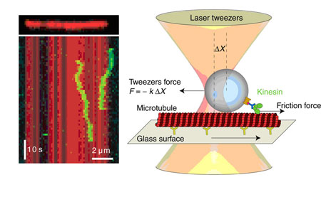 Fluorescent image of single motor proteins (left): Motion of two diffusing kinesin molecules (green) on a microtubule (red) shown as a time series kymograph. Schematic (right): By dragging diffusing kinesin molecules with laser tweezers over a microtubule, the friction force between the motor and its microtubule track can be measured very precisely. (Image: MPI-CBG, BIOTEC) 