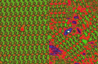 The molecules in the majority form the superstructure while the minority remain disordered