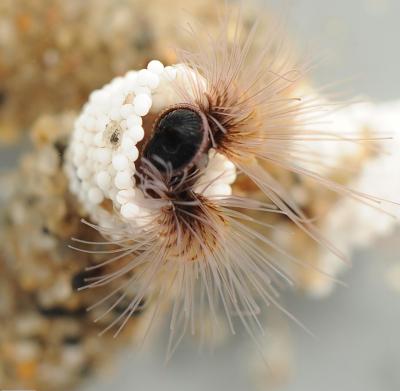 The sandcastle worm makes a protective home out of beads of zirconium oxide in a lab. At the University of Utah, scientists have created a synthetic version of this glue for possible use in repairing fractured bones.

Credit: Fred Hayes 
