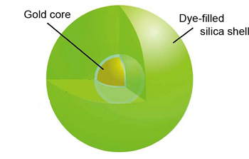 Schematic (not to scale) of the modified Cornell dot used to create the world's smallest laser. The particle, 44 nanometers in diameter, consists of a silica shell surrounding a 14-nanometer gold core. Energy bouncing between dye molecules and a plasmon oscillation in electrons in the gold amplifies the light output.

Provided/Wiesner Lab, Cornell University 