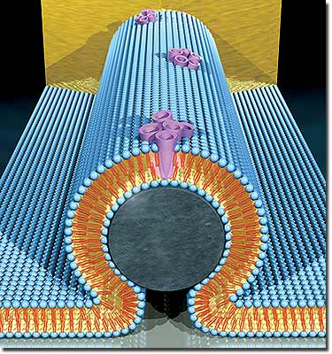 A nanobioelectronic device
incorporating an alamethicin
biological pore. In the core of the
device is a silicon nanowire (grey),
covered with a lipid bilayer (blue).
The bilayer incorporates bundles
of alamethicin molecules (purple)
that form pore channels in the
membrane.
Image by Scott Dougherty, LLNL
