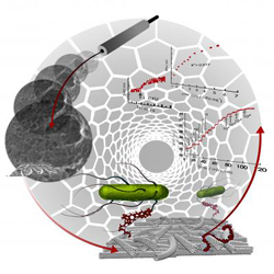 Within the system with carbon nanotubes, the aptamers (red) bind to the bacteria (green), which activates a measurable electrical signal that reveals the presence of the pathogen.
