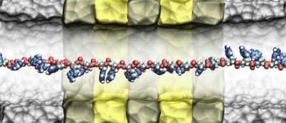 A cross section of IBM's DNA Transistor simulated on Blue Gene supercomputer showing a single stranded DNA moving in the midst of (invisible) water molecules through the nanopore. The DNA molecule, at the center of the pore, contain the bases A, C, G and T, that code of biological information necessary for life.