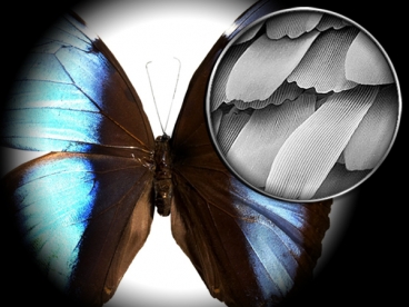 An electron microscope image of a butterfly's wings.
Graphic: Christine Daniloff; electron micrograph image courtesy of the NSF. 