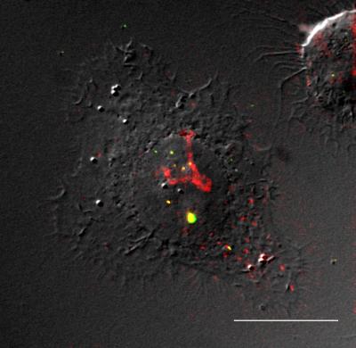 Researchers at Virginia Tech and at the University of Cincinnati designed novel polymeric beacons capable of delivering plasmid DNA into mammalian cells. This image shows a deconvoluted micrograph of a HeLa cell transfected with DNA-polymer beacon complexes. The DNA is labeled with fluorescein isothiocyanate and appears green in the image. Eu3+ luminescence from the polymeric beacon appears red. Yellow pixels can be qualitatively used to visualize regions of co-localization of DNA and polymer beacon. The DNA and polymer beacon signals are overlaid with the DIC image to show contrast and morphology of the cell (scale bar = 20 micrometers).

Credit: Image provided by Joshua Bryson.