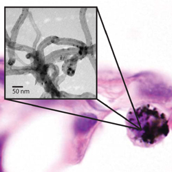 Inhaled carbon nanotubes accumulate within cells at the pleural lining of the lung as visualized by light microscopy.
