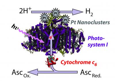 This image shows the process by which Photosystem I in thermophilic blue-green algae can be catalyzed by platinum to produce a sustainable source of hydrogen. The system was highlighted in a paper by University of Tennessee, Knoxville research Barry Bruce, et al. in Nature Nanotechnology.

Credit: Barry D. Bruce/University of Tennessee, Knoxville
