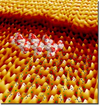 Aspartic acid-rich peptides adsorbed on a calcium oxalate monohydrate (COM) crystal surface. Models of a peptide and COM crystal structure are overlain on an AFM image collected during growth of the [010] face of COM. The rendered AFM image reveals the molecular structure of the crystal surface including individual kink-sites along a single atomic step. The high peaks show the individual oxalate groups and the dimension along the bottom edge of the image is 60 angstroms. 