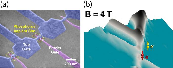 (a) Colored scanning electron microscope image of the measured device. Aluminum top gate is used to induce a two-dimensional electron layer at the silicon-silicon oxide interface below the metallization. The barrier gate is partially below the top gate and depletes the electron layer in the vicinity of the phosphorus donors (the red spheres added to the original image). The barrier gate can also be used to control the conductivity of the device. All the barrier gates in the figure form their own individual transistors. 
(b) Measured differential conductance through the device at 4 Tesla magnetic field. The red and the yellow spheres illustrate the spin-down and -up states of a donor electron which induce the lines of high conductivity clearly visible in the figure. Courtesy and Copyright Helsinki University of Technology
