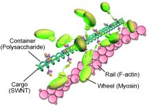 A valuable cargo: Polysaccharides (-1,3-glucans) act as a host compound to various nanomaterial cargoes such as single-walled carbon nanotubes. The cargo packed in the host container is transported on the rail (F-actin) by wheels and a molecular motor (myosin) attached to the container (see picture). This artificial system is inspired by a container transportation system based on the motion of vesicles in biological cells. Copyright  Wiley InterScience 