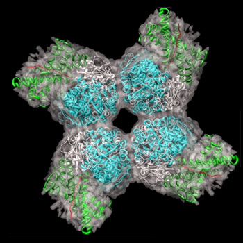 Rubisco binds carbon dioxide and facilitates the conversion to sugar and oxygen.  Image: Andreas Bracher / Max Planck Institute of Biochemistry