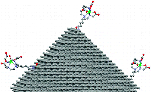 A Gd(III)-nanodiamond conjugate [Gd(III)-ND] was prepared and characterized, enabling detection of nanodiamonds by MR imaging. The Gd(III)-ND particles significantly reduced the T1 of water protons with a per-Gd(III) relaxivity of 58.82  1.18 mM−1 s−1 at 1.5 T (60 MHz). This represents a 10-fold increase compared to the monomer Gd(III) complex (r1 = 5.42  0.20 mM−1 s−1) and is among the highest per-Gd(III) relaxivities reported.
