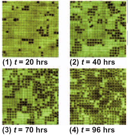 Four images from different points in time during an island growth experiment.