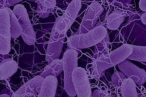 A scanning electron microscopy image of the bacterium Escherichia coli. Many bacteria, including E. coli, "talk" to each other by secreting and perceiving small molecules, a process called quorum sensing. Flagella and appendages that extend out of the cell walls can be produced in response to this signaling. Nearest neighbors control group behavior. Disrupting this intercellular communication could prove to be a new way to fight infection or disease.  Courtesy The Bentley Group.