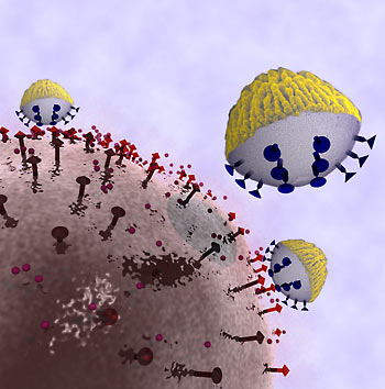 UC Berkeley scientists are designing smart nanoprobes, called nanocorals, to selectively attach to cancer cells, deliver therapeutic drugs and report on the local molecular environment. One side of the nanocorals is designed to selectively target the cell, while the other has a roughened surface to sense tell-tale chemical particles in the environment. (Benjamin Ross and Liz Wu, UC Berkeley)