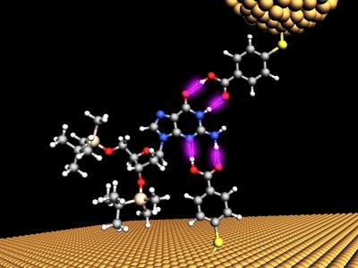 As a single chemical base of DNA (blue atoms) passes through a tiny, 2.5nm gap between two gold electrodes (top and bottom), it momentarily sticks to the electrodes (purple bonds) and a small increase in the current is detected. Each of the chemical bases of the DNA genetic code, abbreviated A, C, T or G, gives a unique electrical signature as they pass between the electrodes. Credit: Biodesign Institute at Arizona State University
