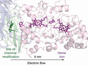 This illustration shows the molecular details of a multi-protein battery and wire that generates and conducts biological electricity.