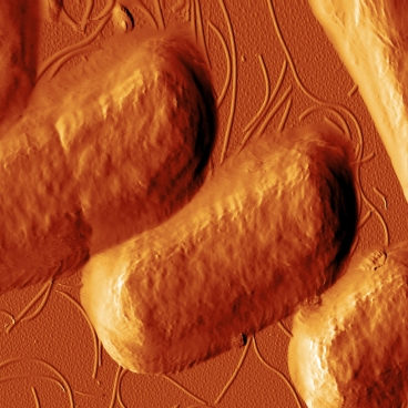 This image, taken with atomic force microscopy, shows E. coli bacteria after they have been exposed to the antimicrobial peptide CM15. The peptides have begun destroying the bacterias cell walls.  Image: Georg Fantner