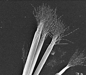 After 72 hours of exposure to ambient light, strands of nanoparticles twisted and bunched together. Credit: Nicholas Kotov